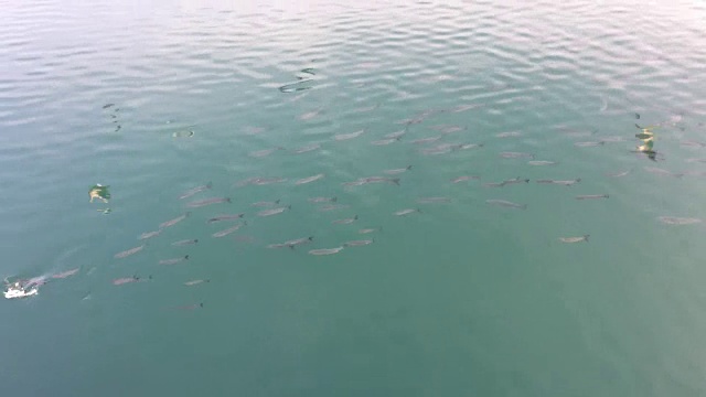 鱼和海鸥在日落时吃面包视频素材