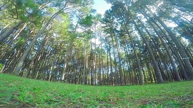 松林与gopro视频素材