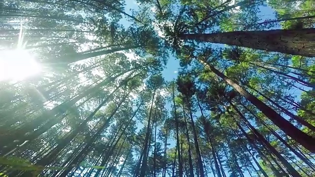 松林与gopro视频素材