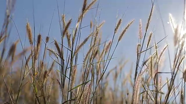 清晨的草泉视频素材