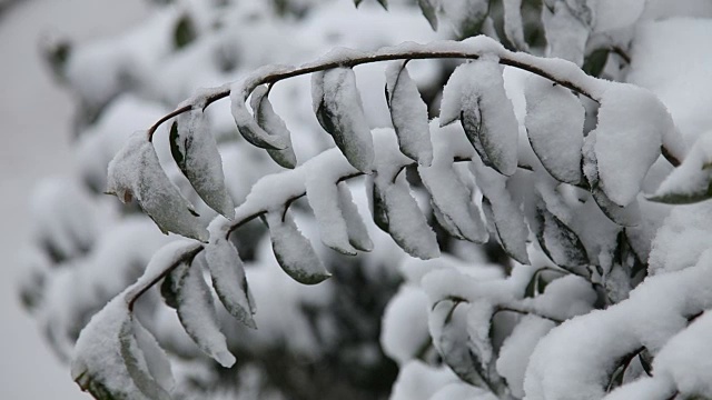 冬天和雪视频素材