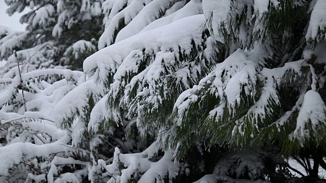 冬天和雪视频素材