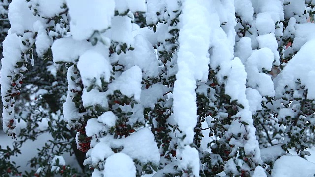 冬天和雪视频素材