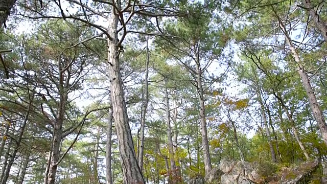 森林的全景与冷杉球果和干燥的松针在前景视频素材