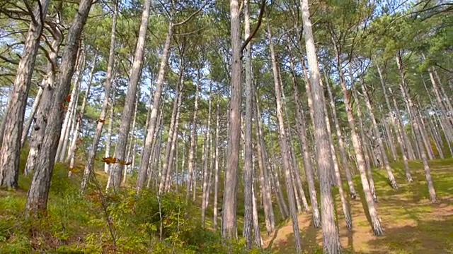 秋高气爽的山林里视频素材