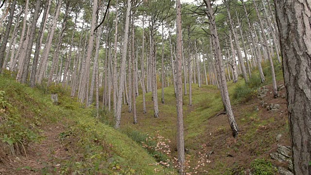 山松林视频素材