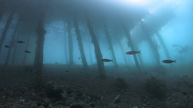 印度尼西亚拉贾安帕的Jetty海底生物丰富视频素材