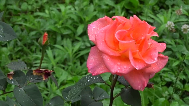 小雨打在上升视频素材