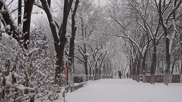 在冬天，公园里下雪。视频下载