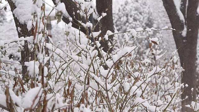 在冬天，公园里下雪。视频下载