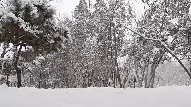 在冬天，公园里下雪。视频下载