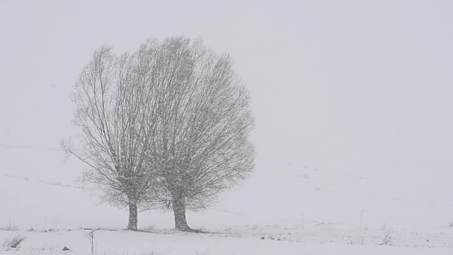 暴风雪视频下载