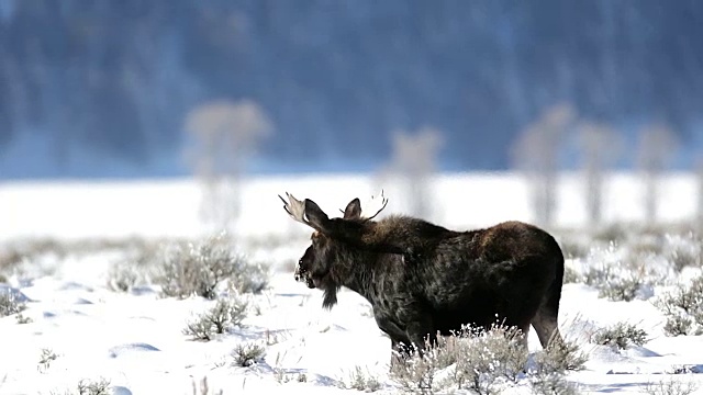 这张照片拍摄的是一只公驼鹿(Alces Alces)在雪地上吃了一整夜的草后准备休息视频素材