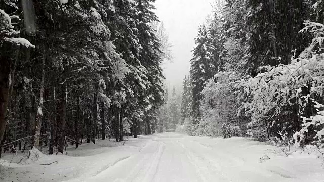 在暴风雪期间，常绿森林的道路被雪覆盖。视频素材