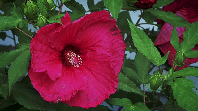 芙蓉花盛开视频下载