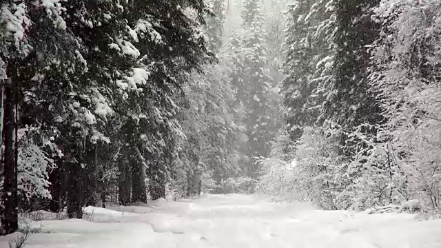 在暴风雪期间，常绿森林的道路被雪覆盖。视频素材