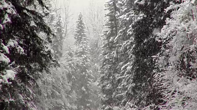 长焦拍摄的雪覆盖常绿森林期间，沉重的雪花暴风雪。视频素材