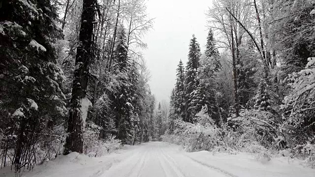 大雪覆盖了常绿森林中的道路，在大雪中雪花漫天飞舞。视频素材