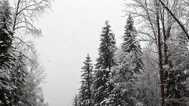 长焦拍摄的雪覆盖常绿森林期间，沉重的雪花暴风雪。视频素材