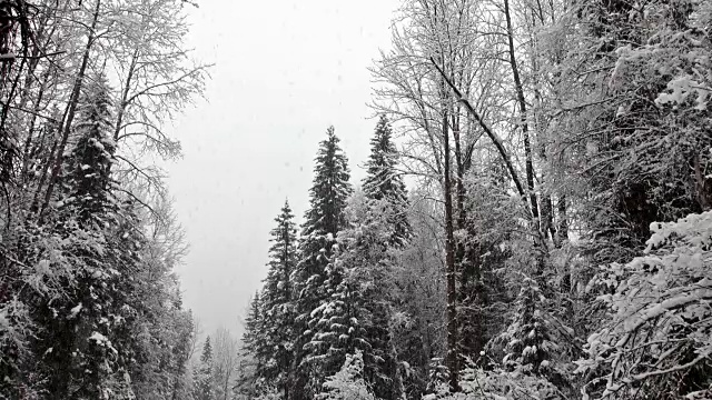 左边和右边的长焦镜头拍摄了大雪覆盖的常绿森林在大雪中蓬松的雪花。视频素材