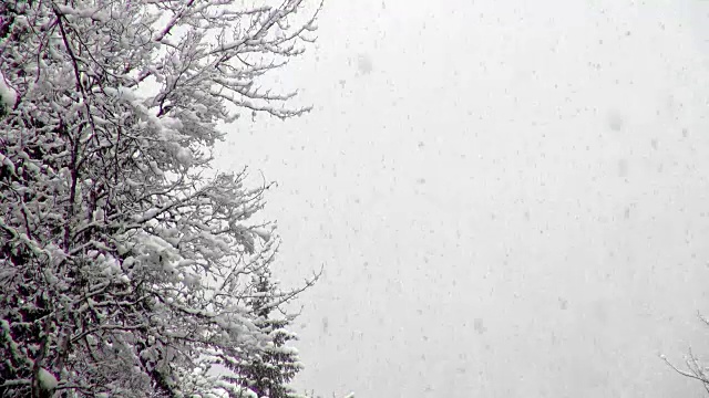 长焦拍摄的雪覆盖常绿森林期间，沉重的雪花暴风雪。视频素材