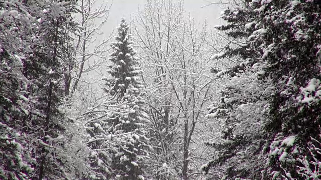 长焦拍摄的雪覆盖常绿森林期间，沉重的雪花暴风雪。视频素材