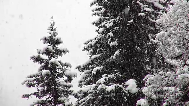 长焦拍摄的雪覆盖常绿森林期间，沉重的雪花暴风雪。视频素材