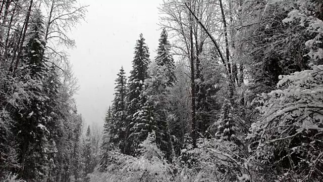 长焦拍摄的雪覆盖常绿森林期间，沉重的雪花暴风雪。视频素材