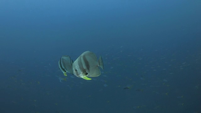 特拉蝙蝠鱼(铲鱼)在海面下追踪视频素材