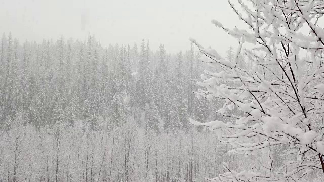 长焦拍摄的雪覆盖的树木在山期间，沉重的雪花暴风雪。视频素材