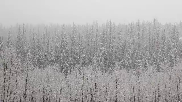 潘留下的长焦镜头拍摄了大雪纷飞期间山上被雪覆盖的树木。视频素材