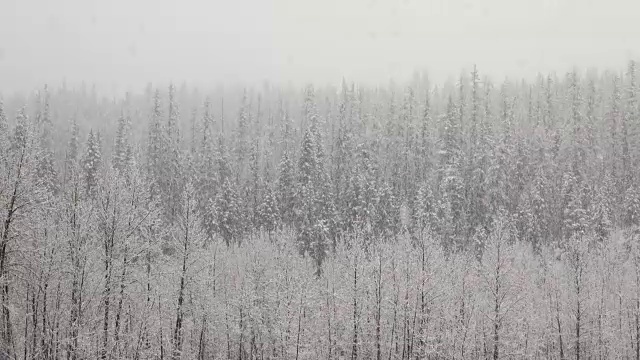 长焦拍摄的雪覆盖的树木在山期间，沉重的雪花暴风雪。视频素材