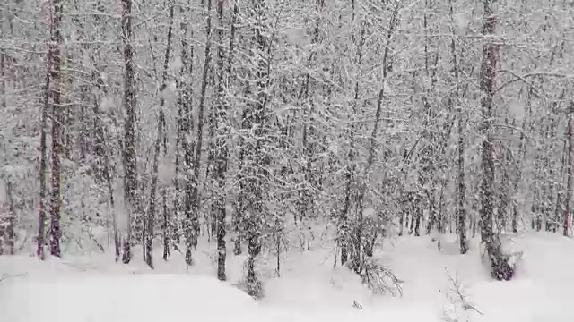 长焦拍摄的雪覆盖的树木在山期间，沉重的雪花暴风雪。视频素材