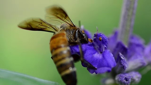 蜜蜂视频素材