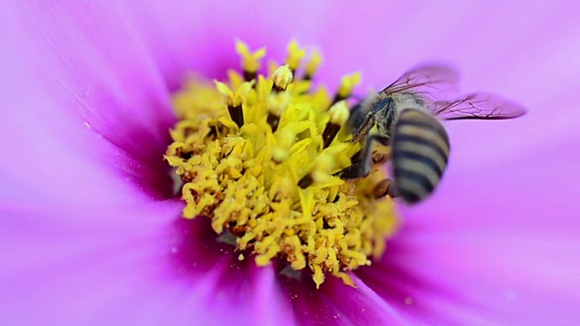 蜜蜂视频素材