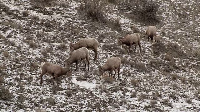 冬天，黄石国家公园雪山上的大角羊、母羊和幼羊视频素材