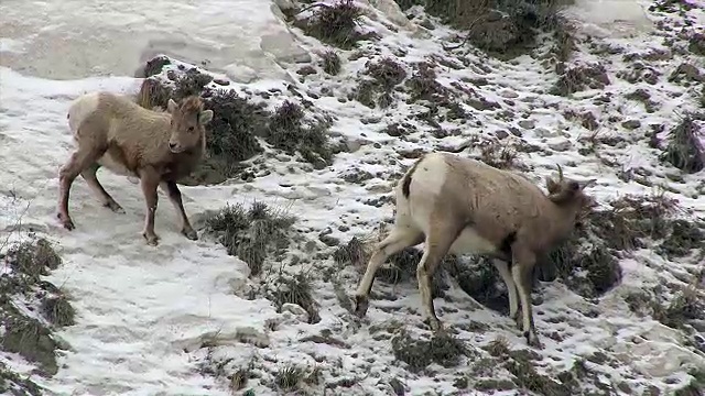 冬天，黄石国家公园雪山上的大角羊、母羊和幼羊视频素材