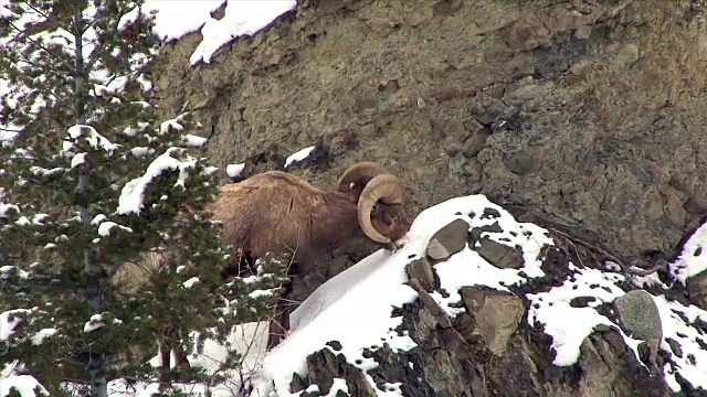 冬天，黄石国家公园雪山上的大角羊、母羊和幼羊视频素材