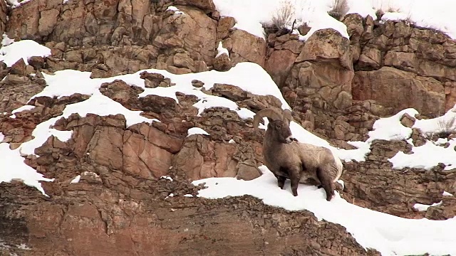 大角羊，公羊，黄石国家公园冬天雪地的悬崖边视频素材