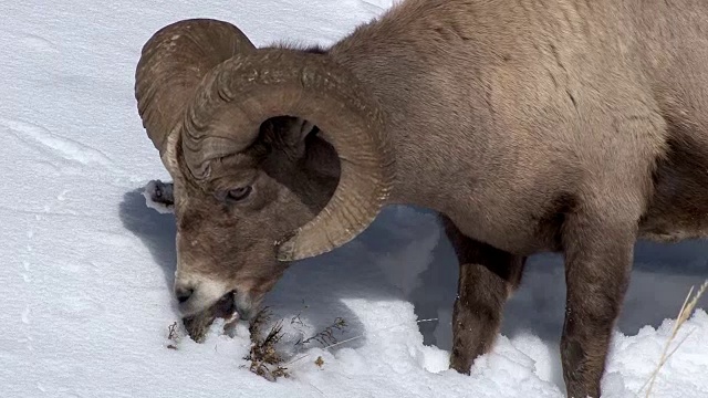 大角羊，公羊站在白雪覆盖的山坡上，黄石国家公园冬天视频素材