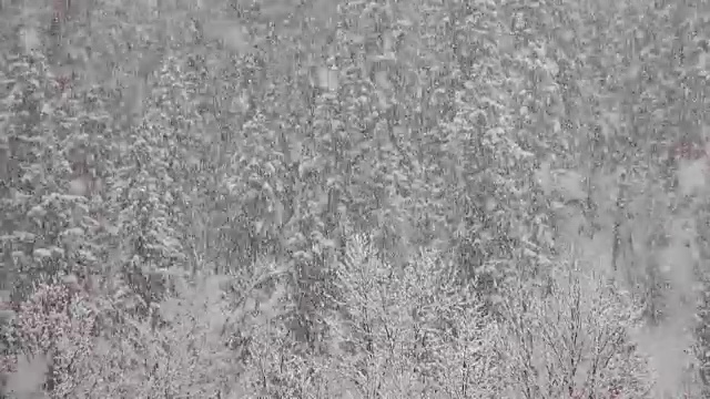 长焦拍摄的雪覆盖的树木在山期间，沉重的雪花暴风雪。视频素材