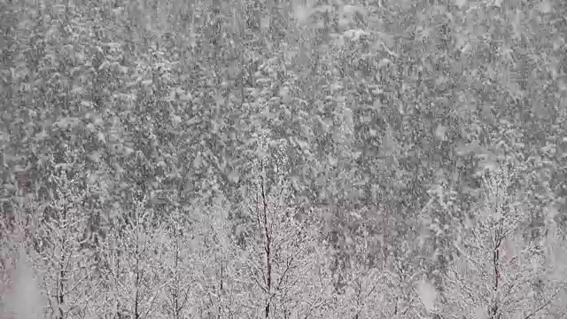 长焦拍摄的雪覆盖的树木在山期间，沉重的雪花暴风雪。视频素材