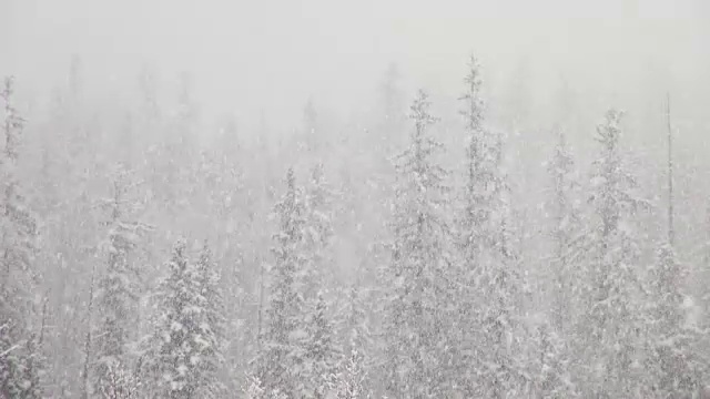 长焦拍摄的雪覆盖的树木在山期间，沉重的雪花暴风雪。视频素材