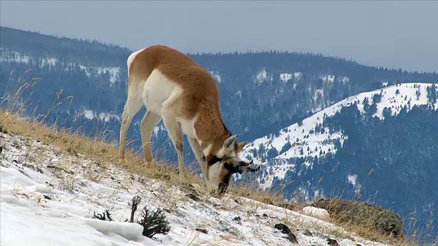 冬天，黄石国家公园里，在白雪覆盖的山坡上吃草的叉角羚、公羊视频素材