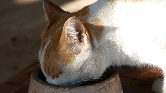 黄色和白色的猫在吃食物视频素材