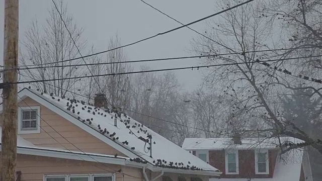 暴风雪中的鸟群视频下载