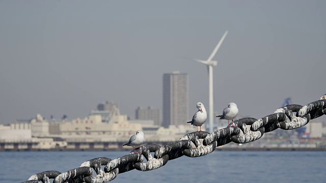 海鸥栖息在锚链上，清理锚链上的羽毛。视频素材