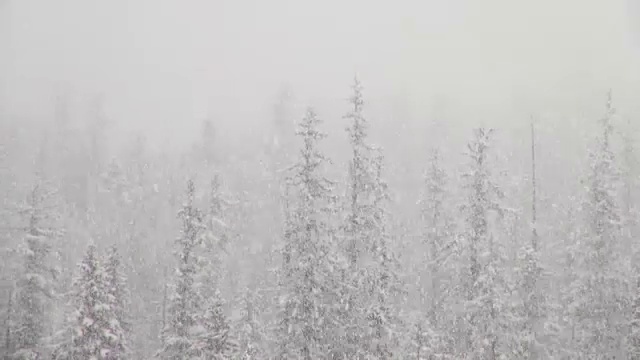 潘留下的长焦镜头拍摄了大雪纷飞期间山上被雪覆盖的树木。视频素材