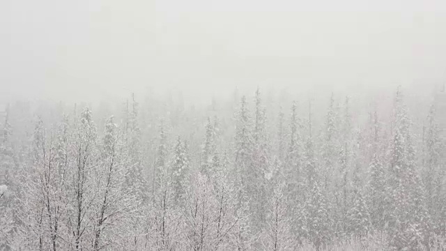 放大宽广的镜头，沿河岸的雪覆盖的树木在山上，在沉重的蓬松的雪花暴风雪。视频素材