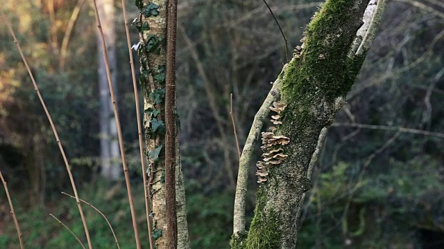 靠近一棵有苔藓和真菌的树视频素材